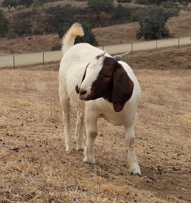 Duas cabras Boer com 7 meses