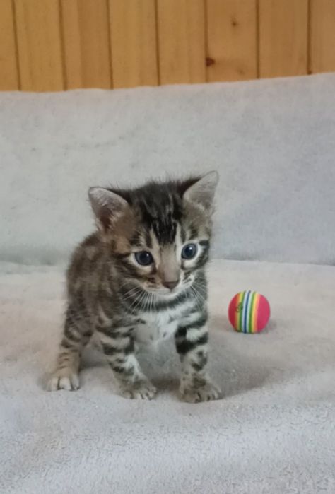 Бенгальские котята, бенгальські кошенята