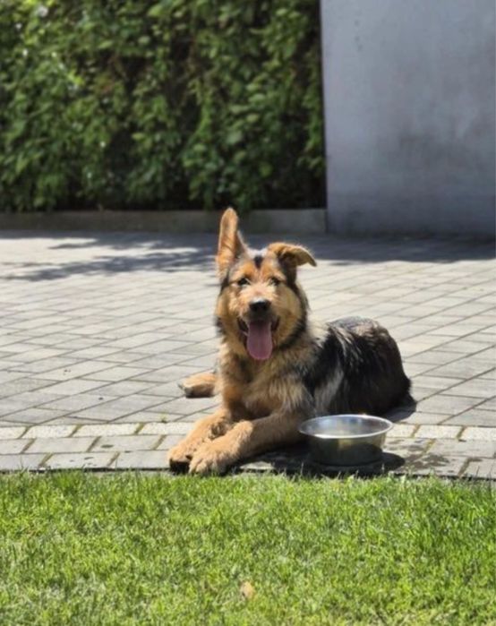 Lampo - cudo w psiej skorze szuks czlowieka na zawsze!