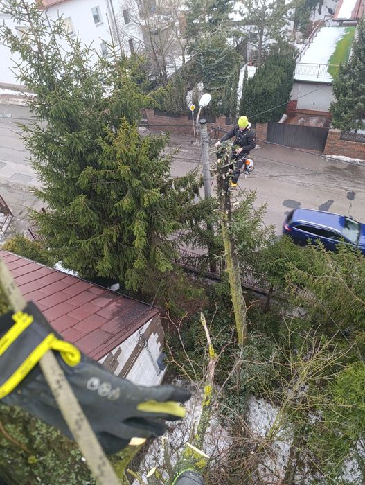 Wycinka drzew przez doswiadczonych alpinistów