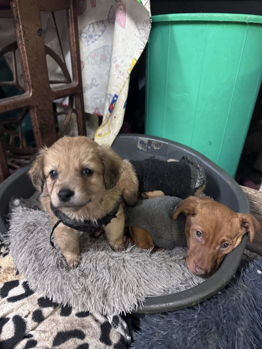 Julio - 4 meses e meio, 4kg (6kg em adulto)