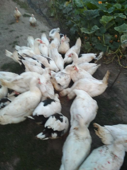 Продам  індокачки