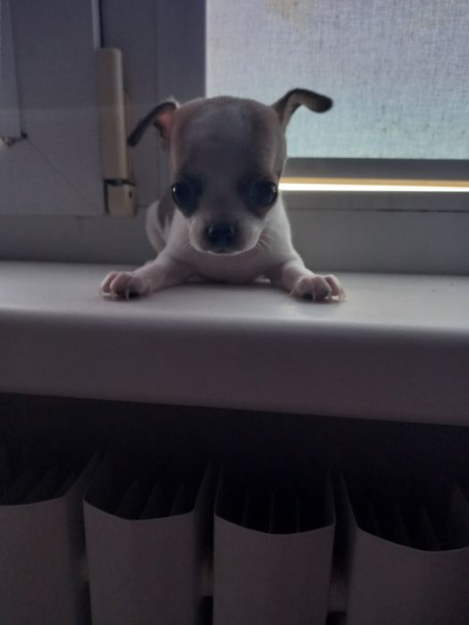 Щенки чихуаху