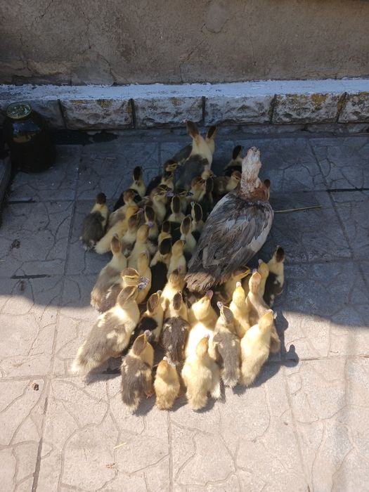 Продам каченят індокачки (шипуни)