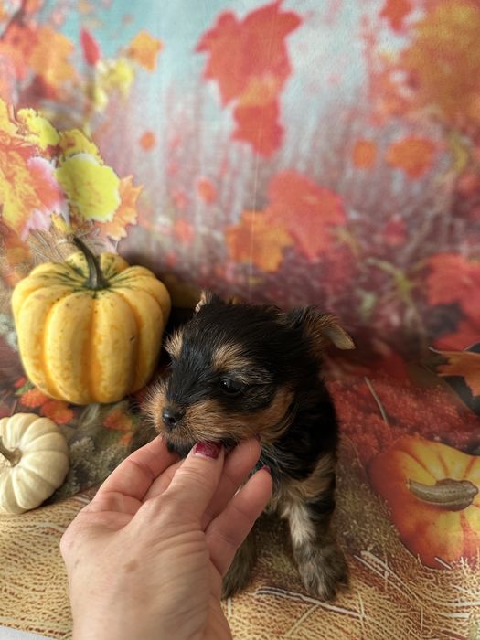 Yorkshire Terrier