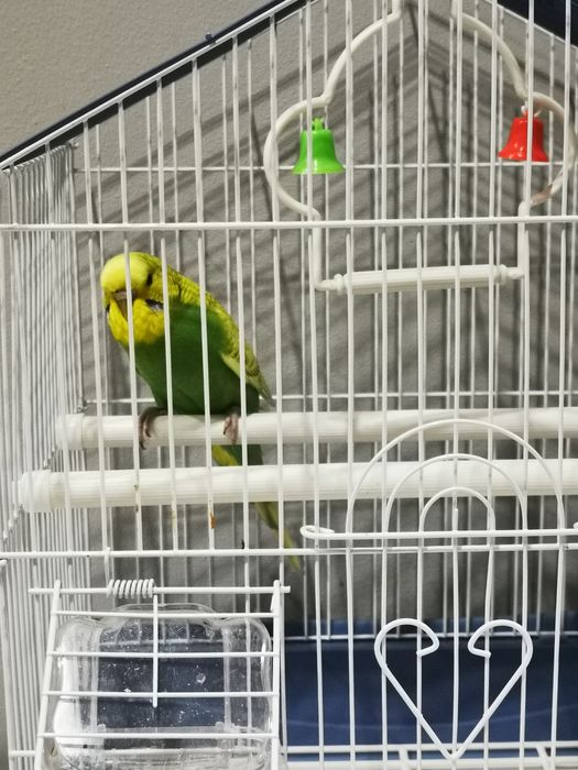 Papuga falista z klatką