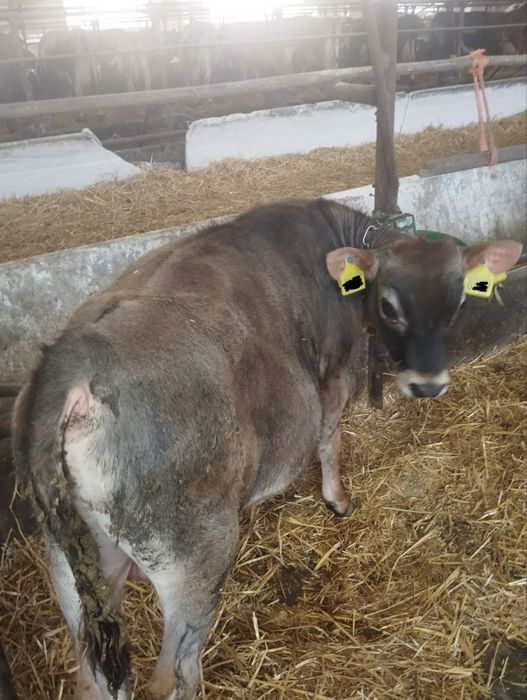 Продам 2 бичка на відгодівлю