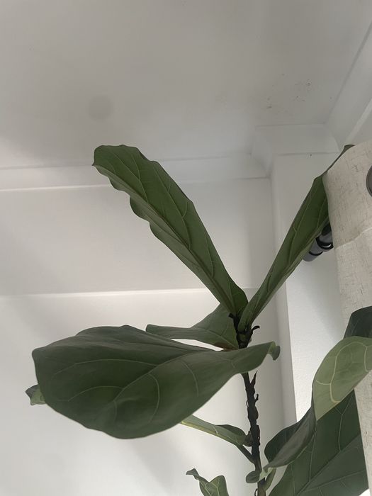 Ficus lyrata com mais de 200cm