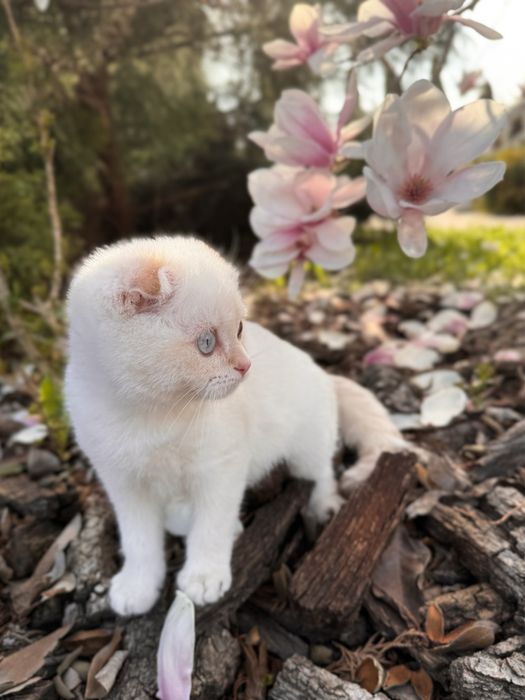 Хлопчик золота шиншилла пойнт