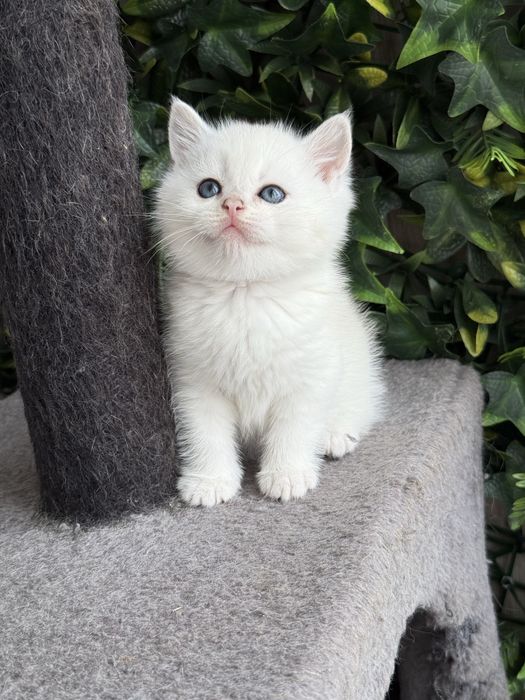 Macho british shorhair