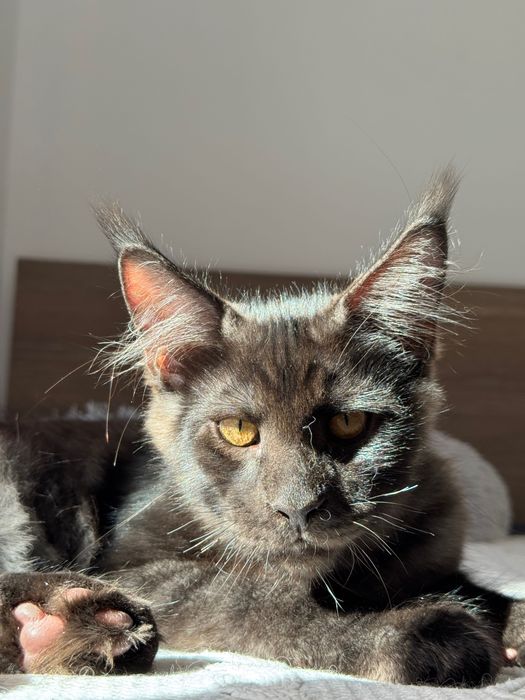 Котята Maine Coon