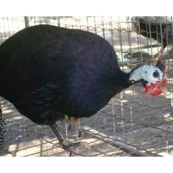 Fracas / galinha d/Angola.