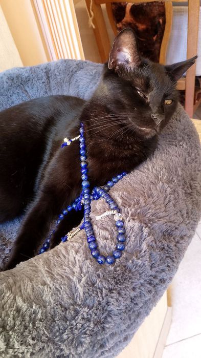 Чудо котик шукає дім