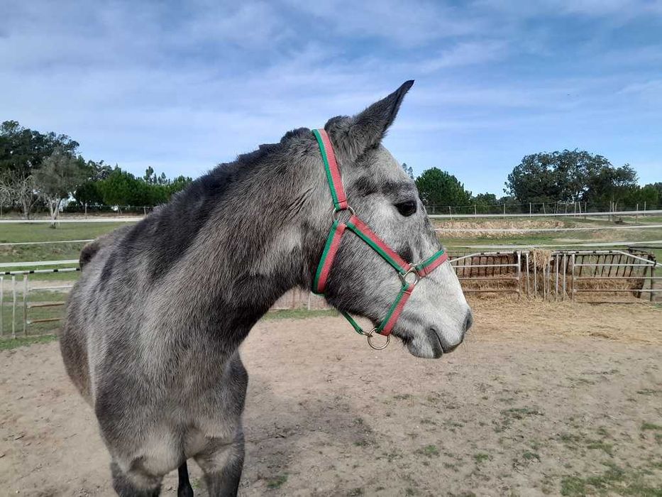 Linda poldra PSL Lusitana Pura