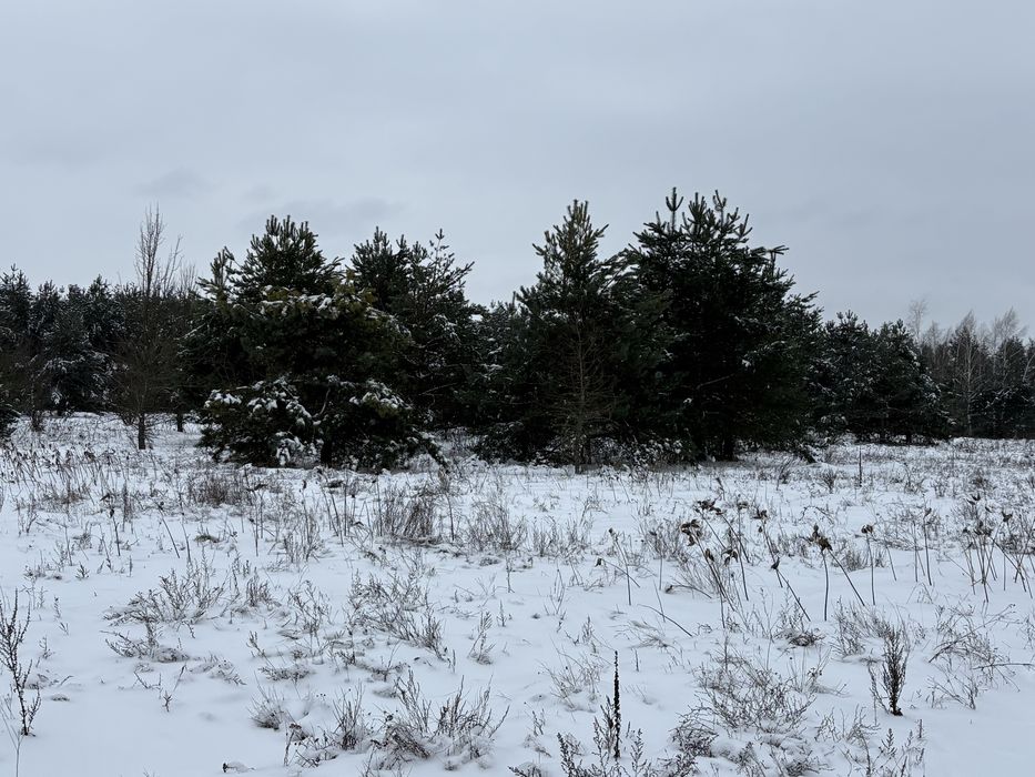 Продам земельний масив під забудову. Ліс! Макарів