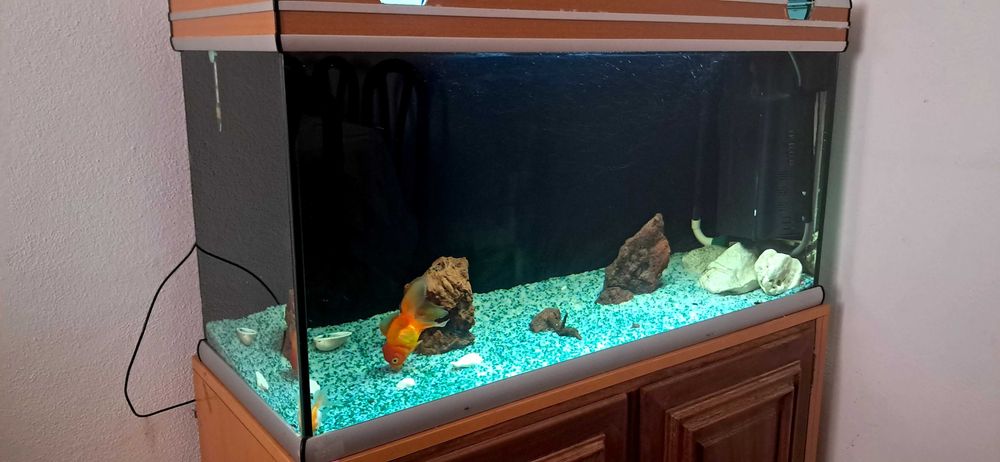 Aquario de peixes