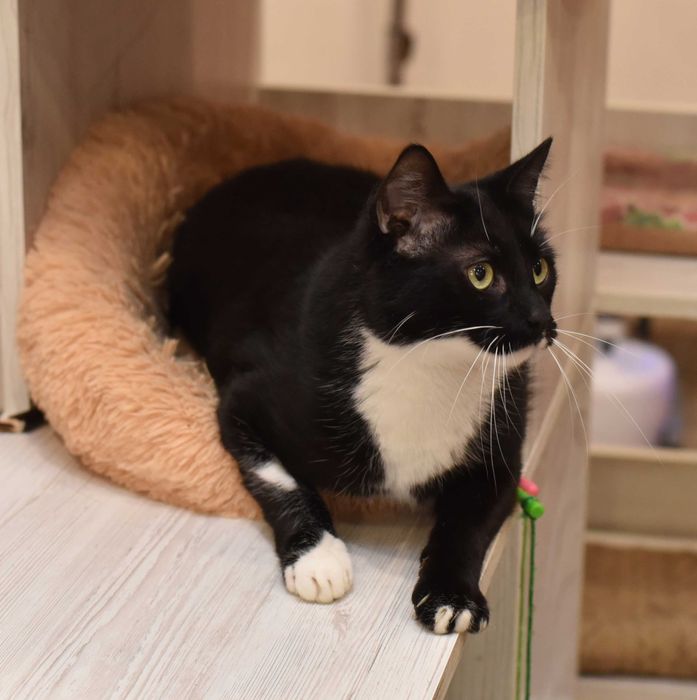 Замечательны, красивый кот Леклер