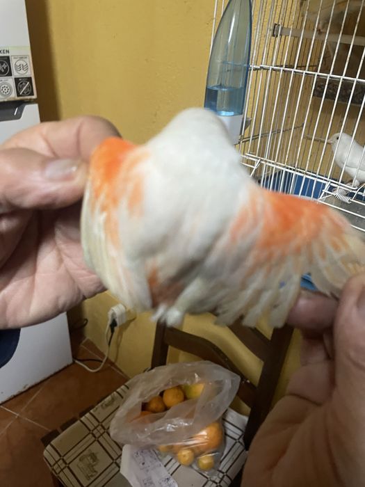 Canarios a bom preço