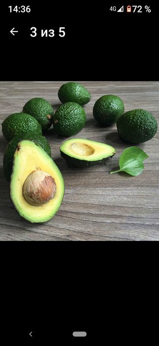 Семена карликового авакадо