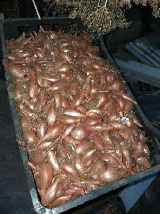 Цибуля шалот кущівка