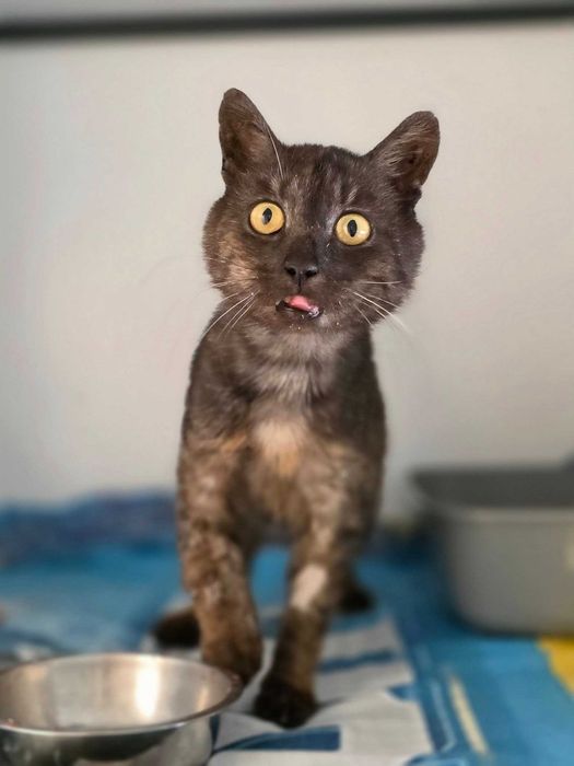 Mykanów/Radostków znaleziono kota !