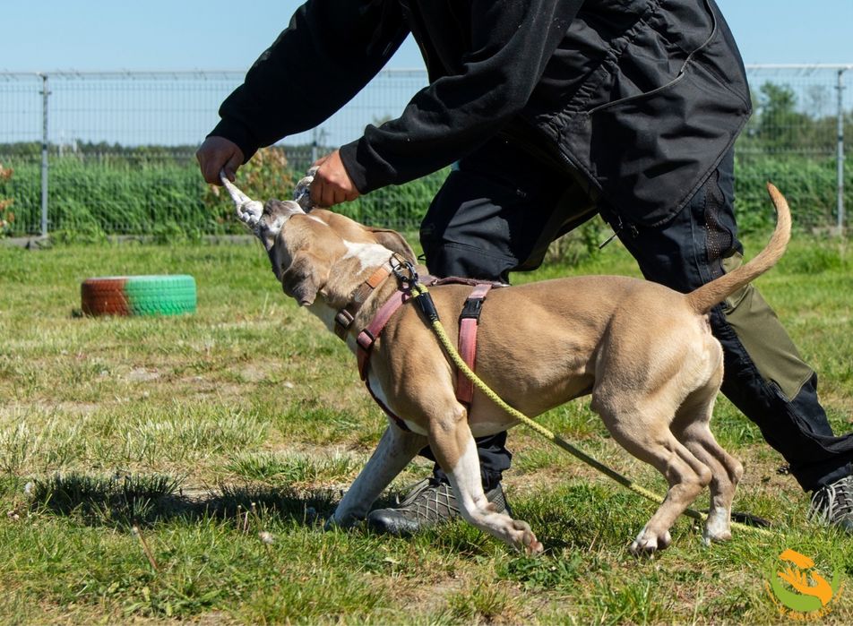 Zeus pies w typie ttb, amstaff szuka odpowiedzialnego domu