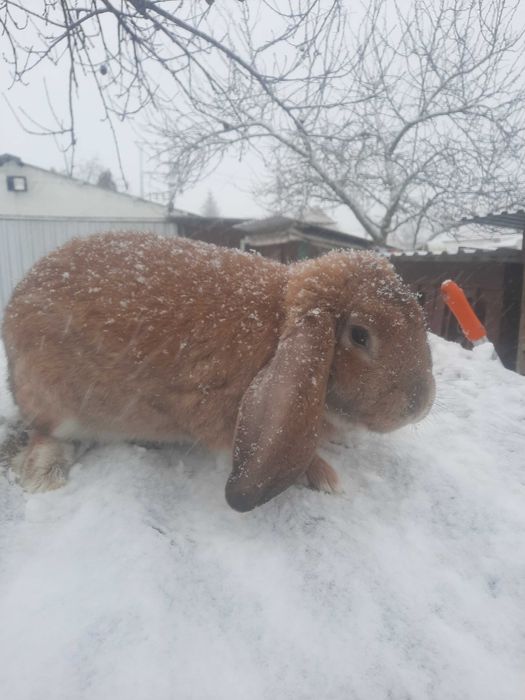 Samce barana francuskiego