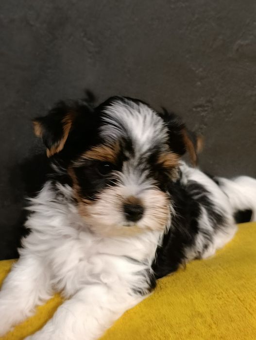 Продам цуценят бівер-йорка