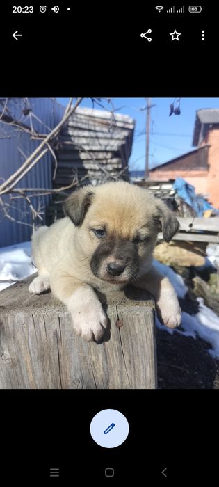 Цуценята безкоштовно