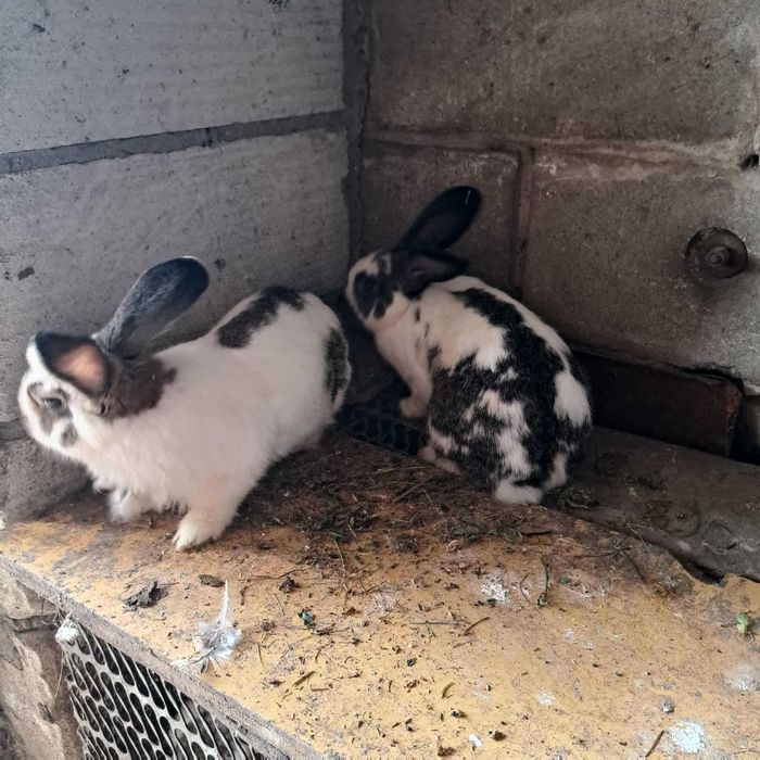 Króliki mięsne na sprzedaż