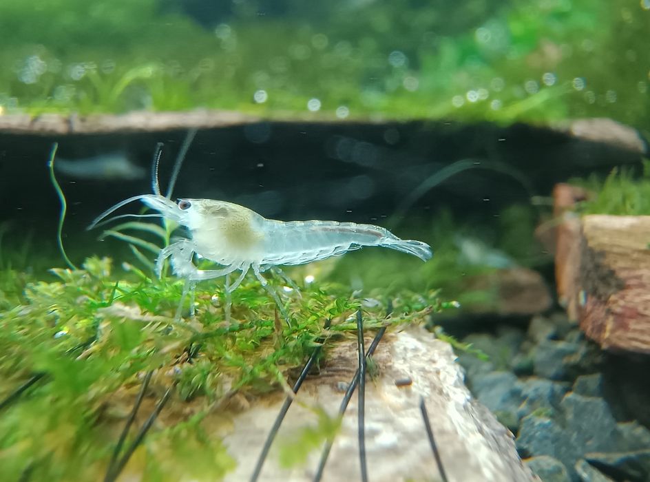 Krewetki White Pearl