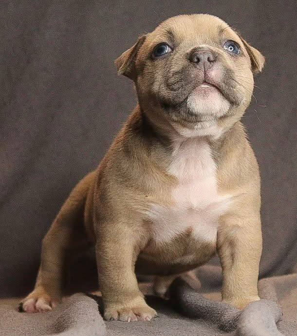 American Bully POCKET suczka po Championie ABKC kopia ojca
