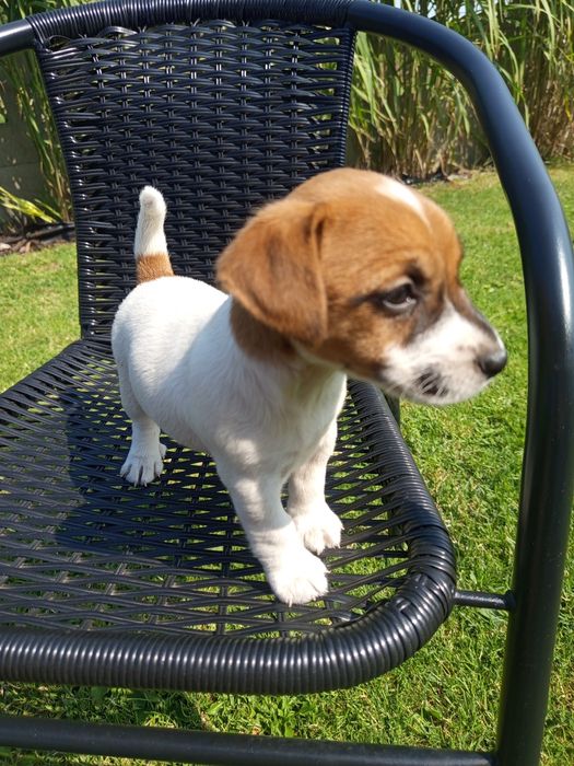 Jack Russell Terrier