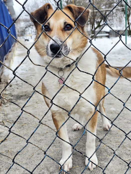 Izolda wiecznie smutna