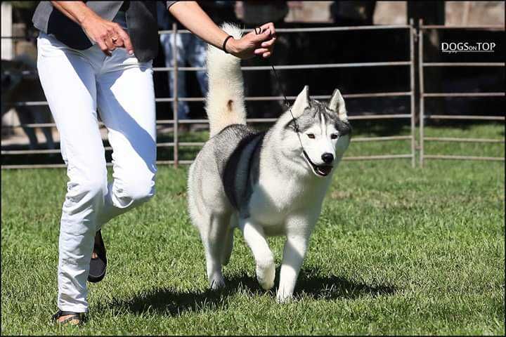 Husky Siberiano - OMNIS SIBERIANS