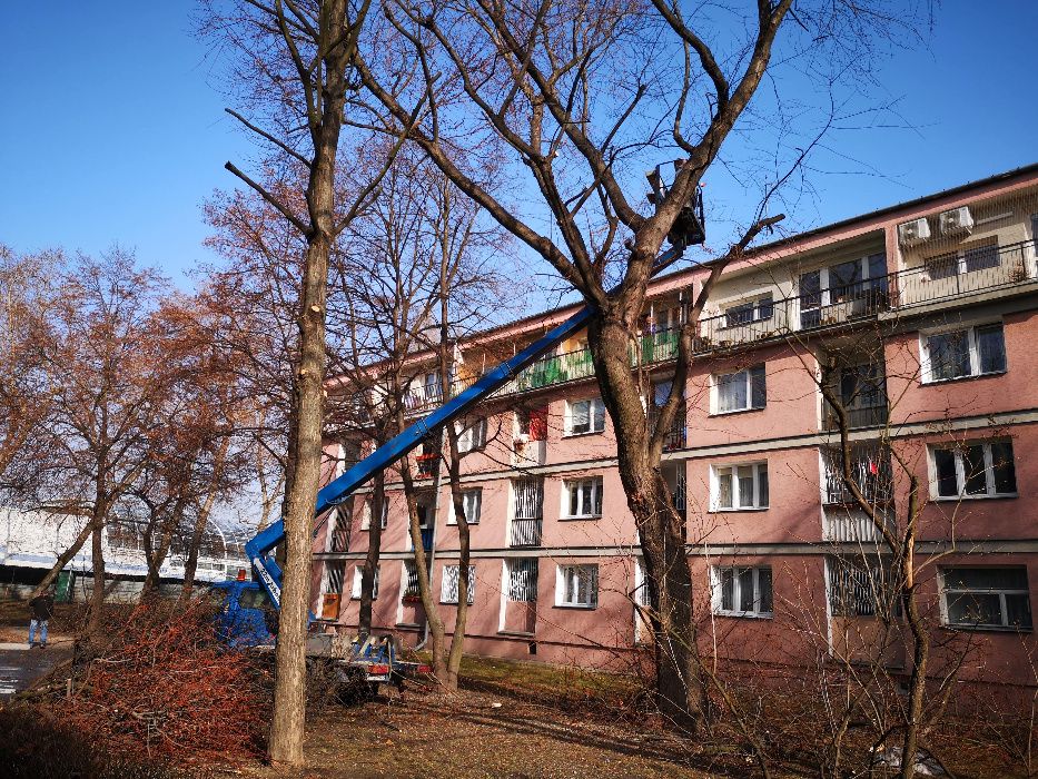 Wycinka drzew, rębak, frezarka do pni, podnośnik koszowy