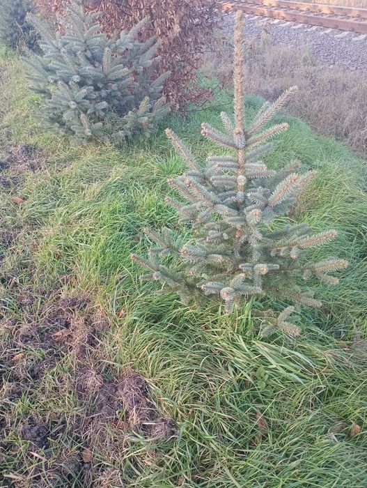 Продам ялинки молоді