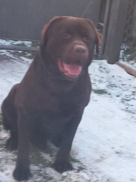 Лабрадор Ретривер