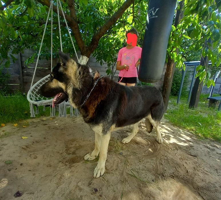 Східноєвропейська вівчарка для в'язки !!!