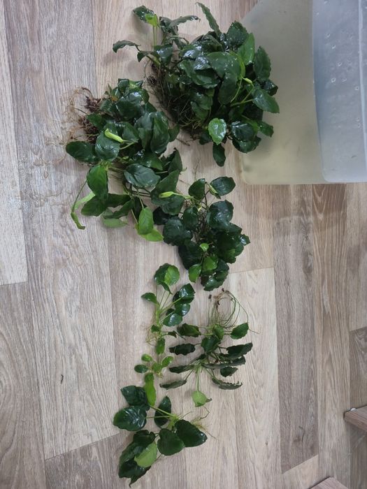 Rosliny akwariowe Anubiasy