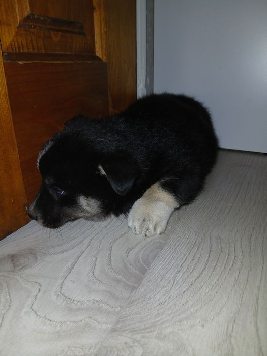 Собачки безкоштовно