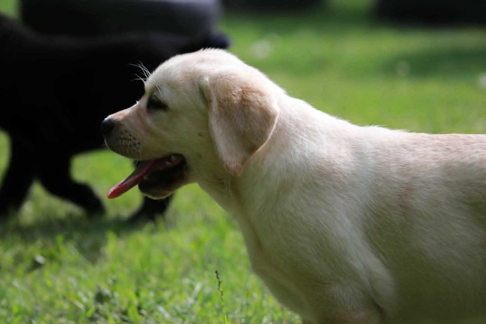 Labrador Retriever - żółty  maluch