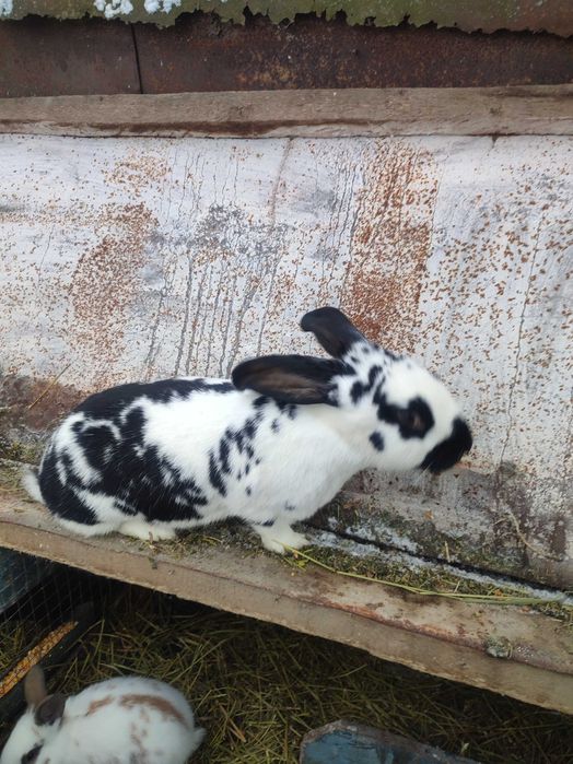 Кролики, шиншила зі строкачем