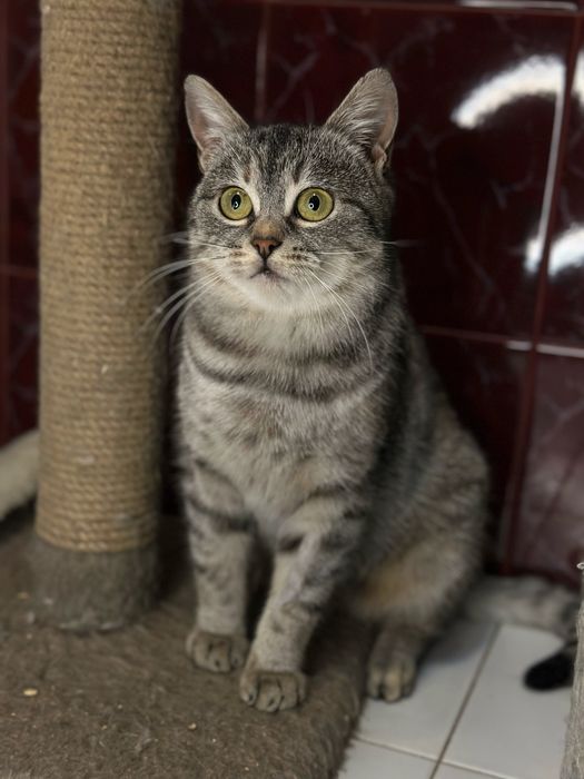 Кішка Наомі шукає новий дім