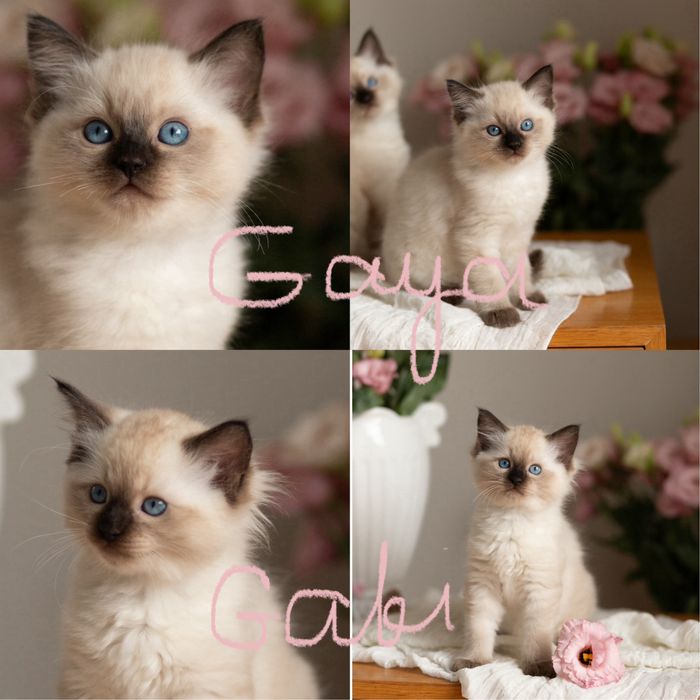 Koteczki Ragdoll -GABI i GAYA ( Koteczka Gaya zarezerwowana )