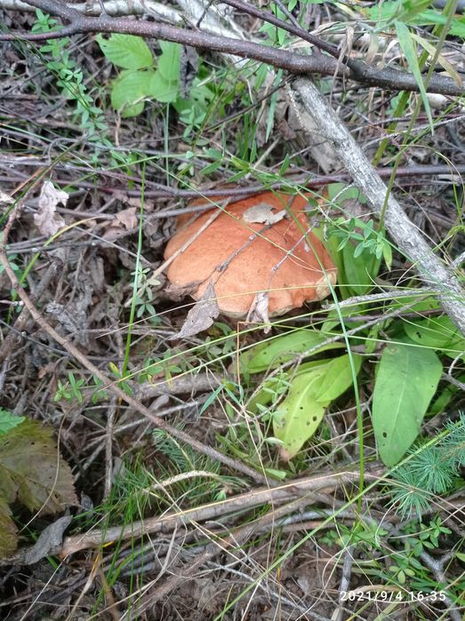 Сушені гриби,підберезник,підосисиновик, сушеные грибы,з карпат