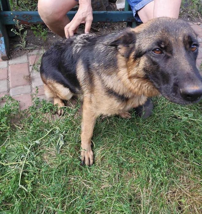 Цуценята вівчарки