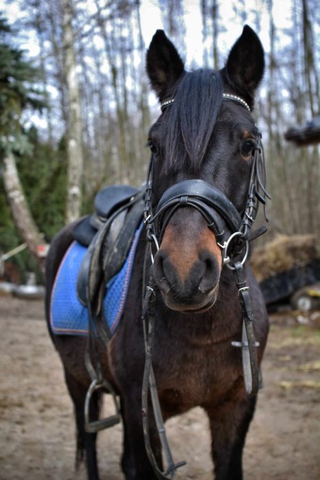 4 letni wałach rasy huculskiej z predyspozycjami do skoków