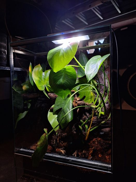 Terrarium gekon jaszczurka
