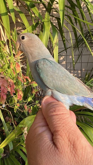 Agapornis domesticado
